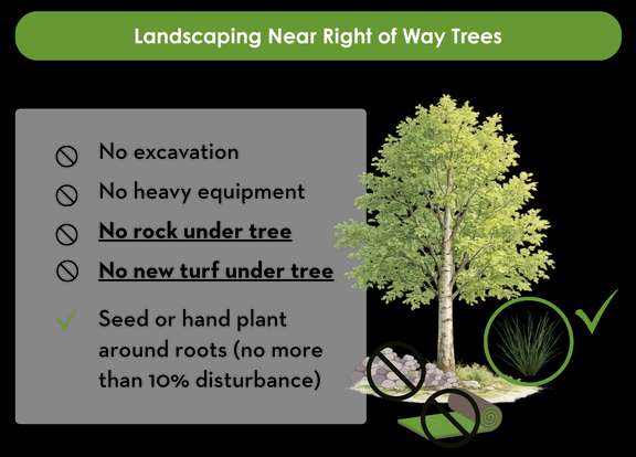 Landscaping Near Public Trees
