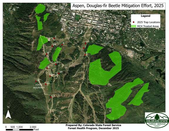 2025 Douglas-for Beetle Mitigation Efforts with Colorado State Forest Service