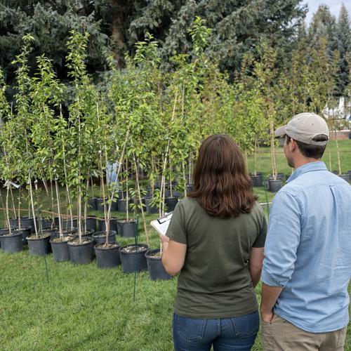 Arbor Day Tree Giveaway Event Link - Image of tree consultation