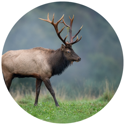 Elk