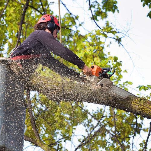 Tree Maintenance & Removal
