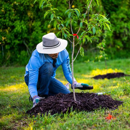 Tree Planting Image with Link to Tree Planting Page