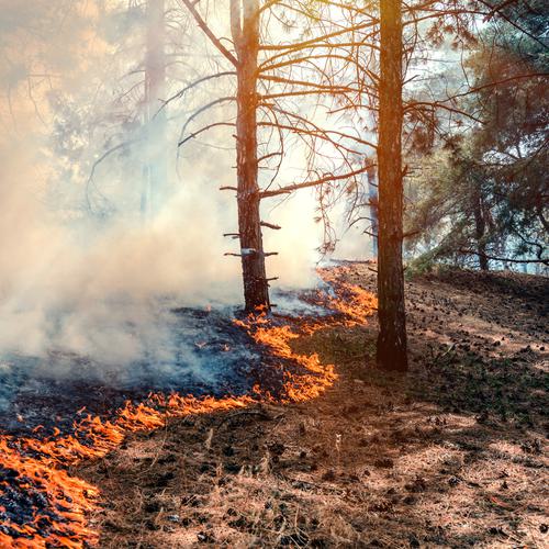 Trees and Wildfire Mitigation
